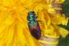 Anthaxia salicis
